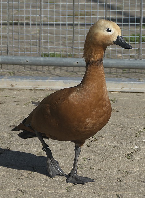 何在非全职