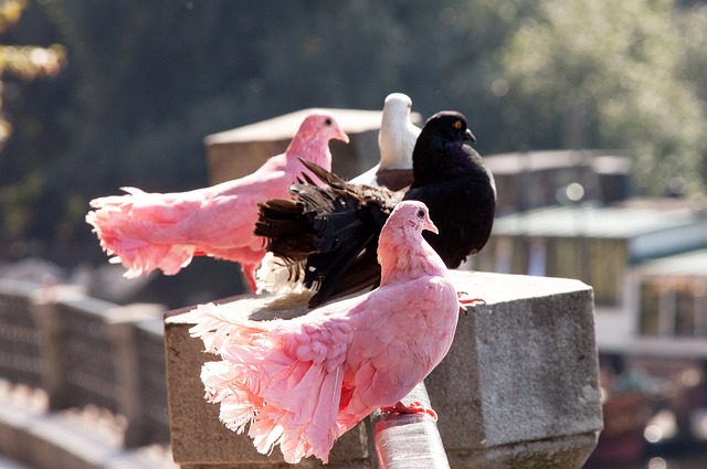 保护的重视 保护的重视