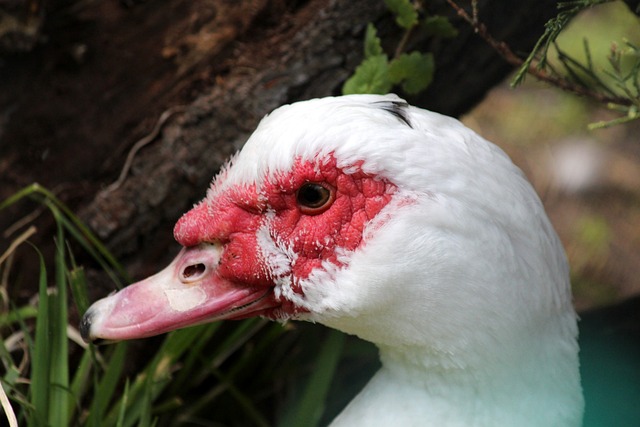 不可或缺的 不可或缺的